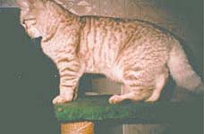 Британский котёнок, окрас шоколадный тигровый на серебре,вл.Софья Красносельская.