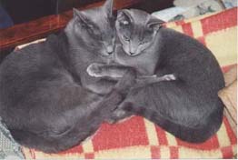 Кошечка и котик породы русская голубая.