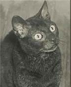 Лиммхен, первая кошка, 1948г.,Кенигсберг, вл.миссис Роза Шейер-Карпин