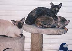 Сиамские и ориентальные кошки