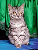 Кошечка бобтейл, серебристо-тигровый окрас.