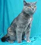Британская кошка, окрас голубокремовый.