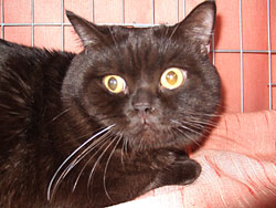 Британский короткошерстный кот шоколадного окраса Уокер, вл. Поличка Е.А.
