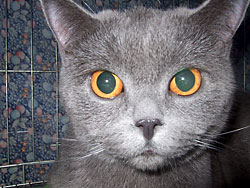 Британская короткошерстная кошка Rocksalana Regal Silvery Snow, вл. Сухоруков И.И.
