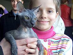 Донской сфинкс, кошка Лилит Теффи Намур, вл. Корсаков Н.А.