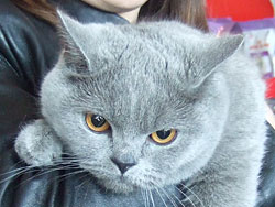 Британская короткошерстная кошка Ялта, вл. Клепкина А.С.