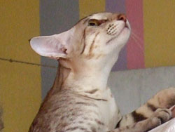 Ориентальный кот Bua Luang Ibrahim, вл. Скорзова Н.В.