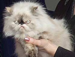 Персидская кошка Клеопатра Саго Каприс, вл. Парамзина И.А.