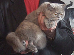 Британская короткошерстная кошка Хеппи Голд Сан, вл. Коробко Г.А.