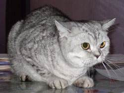 Британская короткошерстная кошка Айрис-Шуня, вл. Севастьянова Е.