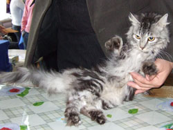 Сибирская кошка Фиби-Фариэтта, вл. Глуховский И.В.
