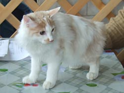 Курильский бобтейл, кошка Габриэлла (вл. Матухнов С.А.)