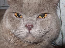 I место. Британский короткошерстный кот Янсон (вл. Климчук И.И.)