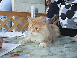 Сибирский кот Жюльен Жюль (вл. Родионова Л.А.)