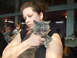 Экзотическая короткошерстная кошка Римма Морфеус (вл. Михеева Л.А.)
