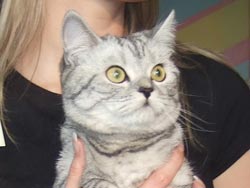 Участник Best Show - британская короткошерстная кошка Катрина Виктория (вл. Коломеец А.Н.)